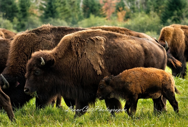 Rustik Bison