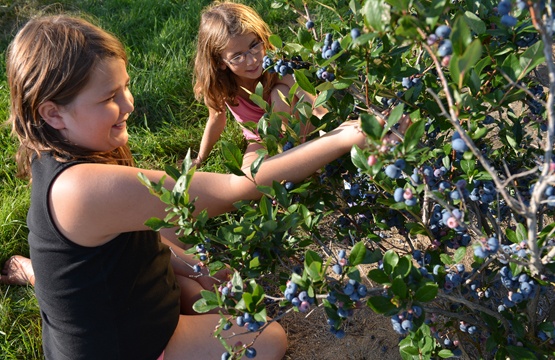 Bleuetière l'Or bleu
